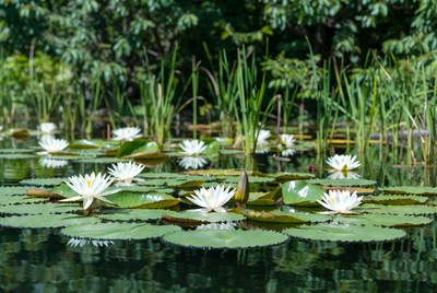 White lotus flowers on pond