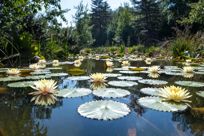 Yellow water lilies in pond