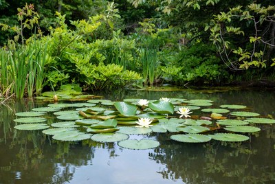 White Lotus Flowers in Pond