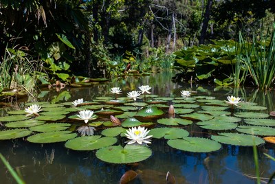 White Water Lilies in Pond
