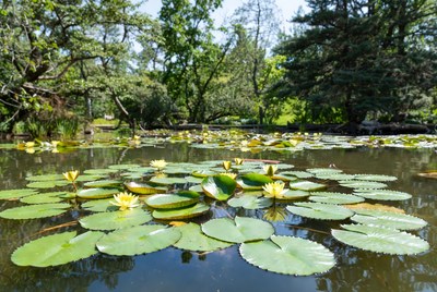 Lotus flowers blooming in pond