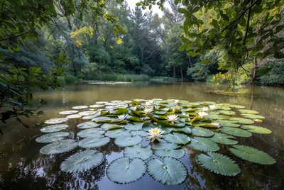 White Water Lilies on Pond