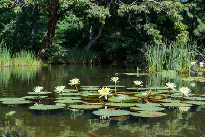 White lotus flowers in pond