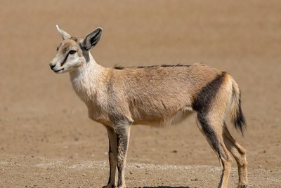Dibatag Antelope Standing in Desert