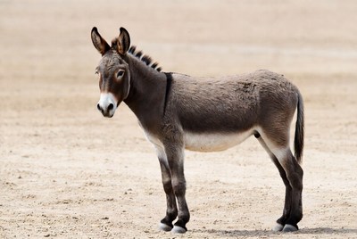 Donkey standing in sandy desert
