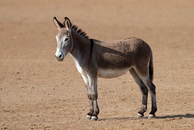 Baby Donkey Standing in Desert