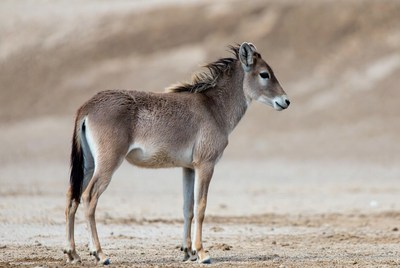 Baby Saiga Antelope in Desert