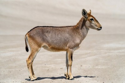 Bat-eared fox standing in sand