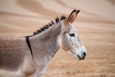 Donkey standing in desert dunes