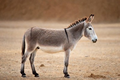 Donkey standing in sandy desert