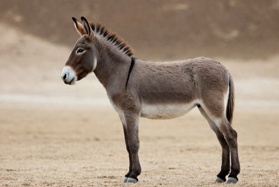 Donkey standing in desert