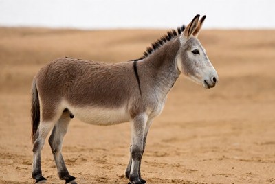 Donkey standing in desert