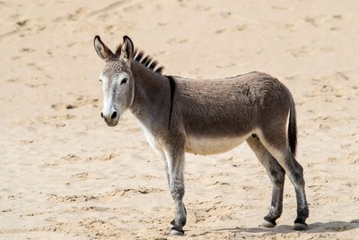 Donkey standing on sandy desert