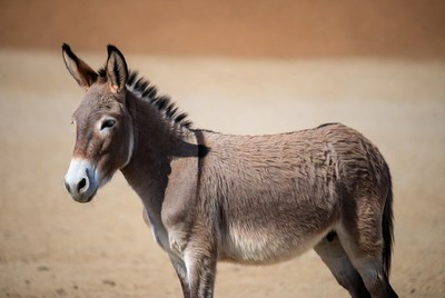 Donkey standing in sandy desert