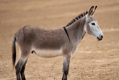 Donkey standing on sandy ground