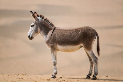 Donkey standing in desert
