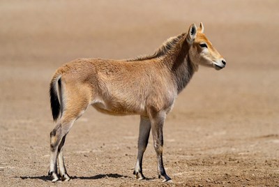Saanenbuck standing in desert