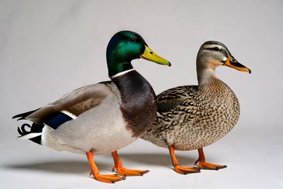 Male and Female Mallard Ducks Standing