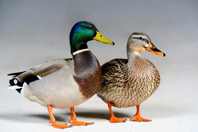 Male and female mallard ducks standing