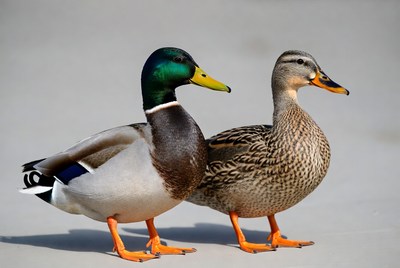Male and Female Mallard Ducks Standing
