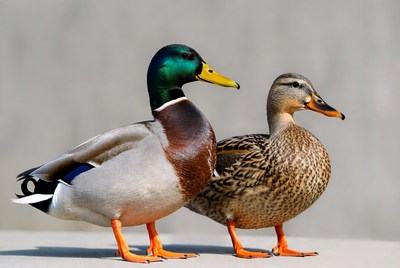 Male and Female Mallard Ducks Standing