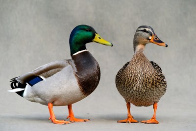 Male and female mallard ducks standing
