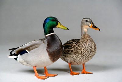 Male and female mallard ducks standing