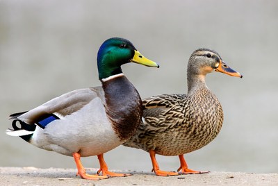 Male and Female Mallard Ducks Standing