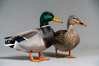 Male and female mallard ducks standing