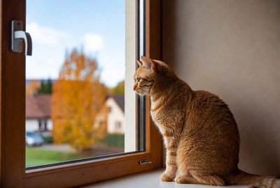 Orange cat looking out window