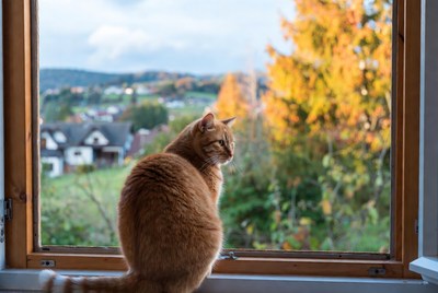 Orange cat looking out window at autumn landscape