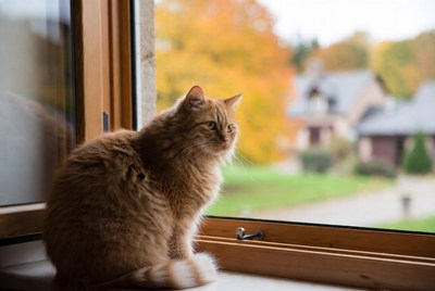 Ginger cat looking out window