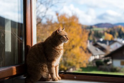 Orange cat sitting by window