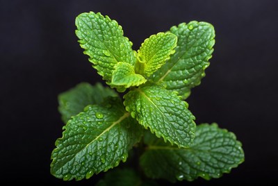 Fresh Mint Leaves with Dew