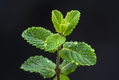 Fresh Mint Leaves with Water Droplets