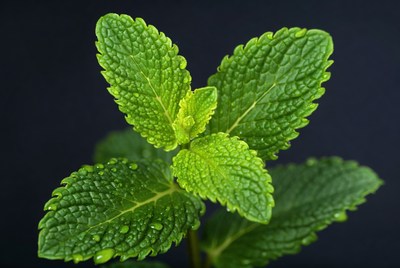 Fresh Mint Leaves Closeup