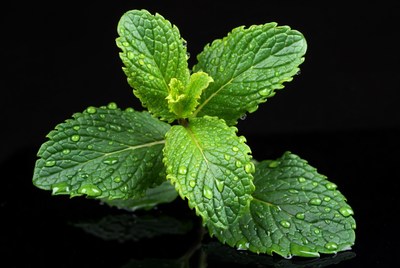Fresh Mint Leaves with Water Droplets