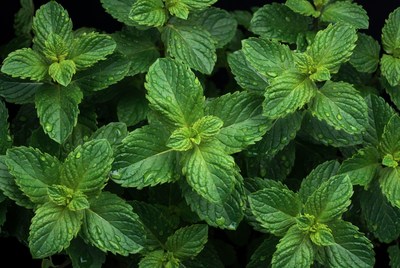 Fresh Mint Leaves Closeup