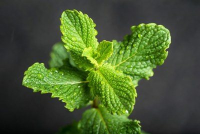 Fresh Mint Leaves with Water Droplets