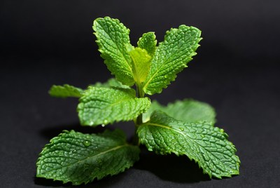 Fresh Mint Leaves on Black Background