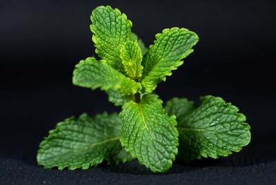 Fresh mint leaves on black background