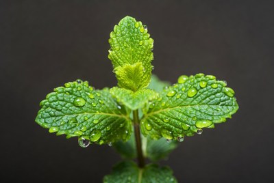 Fresh Mint Leaves with Water Droplets