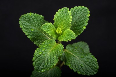 Fresh Mint Leaves with Water Droplets