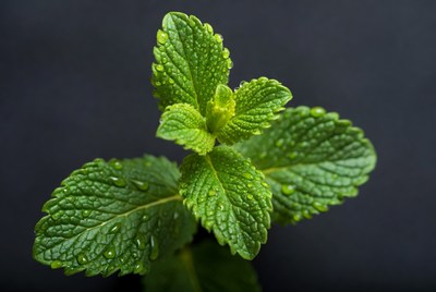 Fresh Mint Leaves with Water Droplets