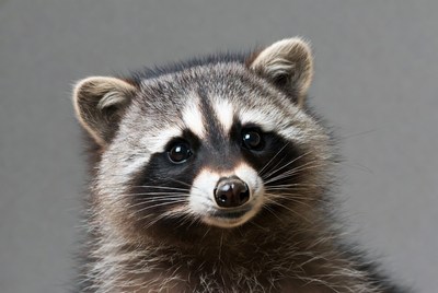 Closeup of cute raccoon face