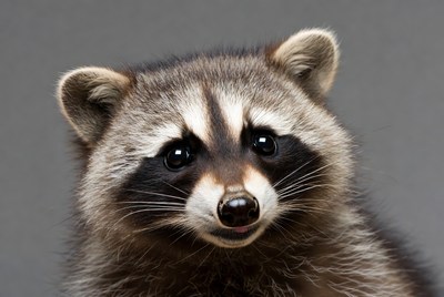 Cute raccoon close-up portrait