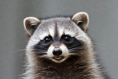 Closeup of cute raccoon face