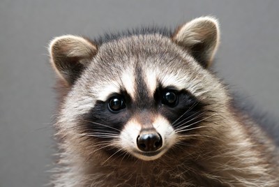 Close-up raccoon face