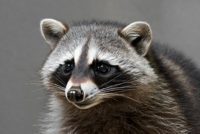 Raccoon with black eye mask