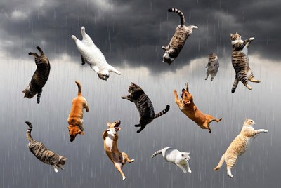 Cats and Dogs Falling in Rain